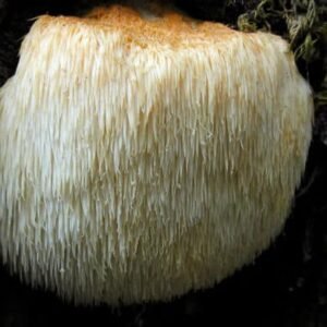 Monkey Head LION’S MANE (Hericium erinaceus) mycelium for logs