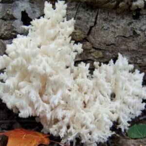 Coral Tooth Fungus (Hericium ramosum) mycelium for logs