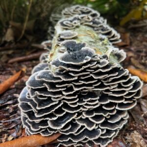 Many-Zoned Polypore TURKEY TAIL (Trametes versicolor) mycelium for logs