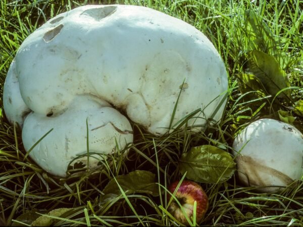 Giant Puffball Mushroom (Calvatia gigantea) Liquid Mycelium in a Syringe