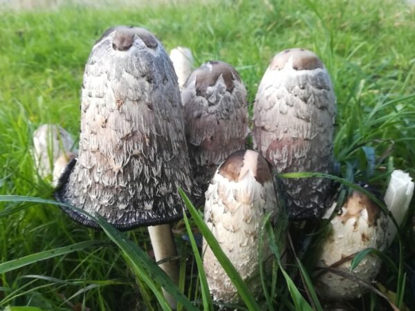 Shaggy mane (Coprinus comatus) mycelium