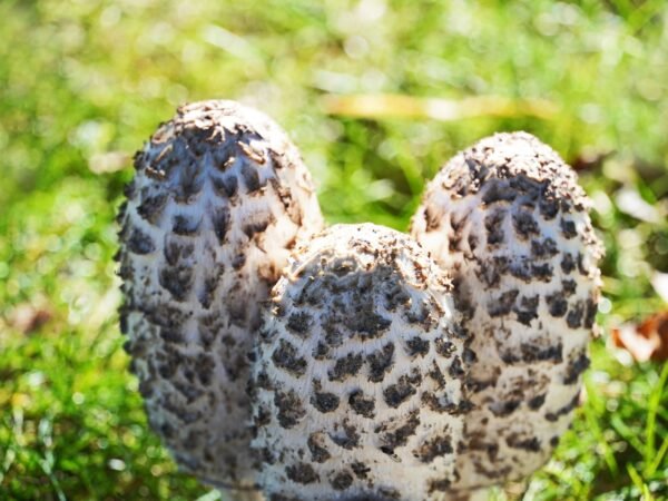 Shaggy mane (Coprinus comatus) mycelium