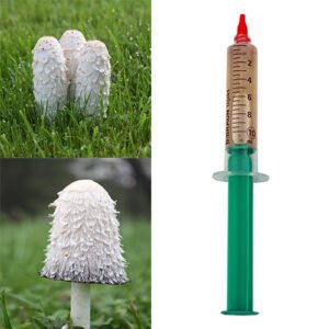 Shaggy mane (Coprinus comatus) mycelium