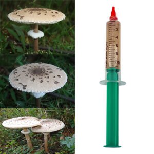 Parasol Mushroom (Macrolepiota procera)