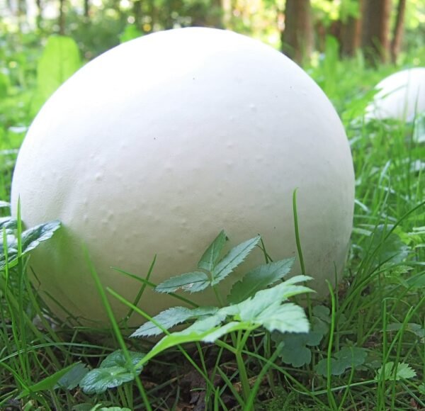 Giant Puffball Mushroom (Calvatia gigantea) Liquid Mycelium in a Syringe