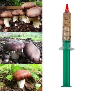 arden Giant, Wine Cap Mushroom (Stropharia rugoso-annulata) spawn