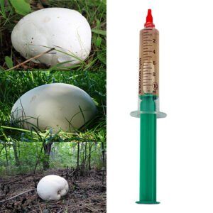 Giant Puffball Mushroom (Calvatia gigantea) Liquid Mycelium in a Syringe