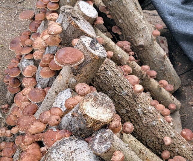 Growing shiitake on logs