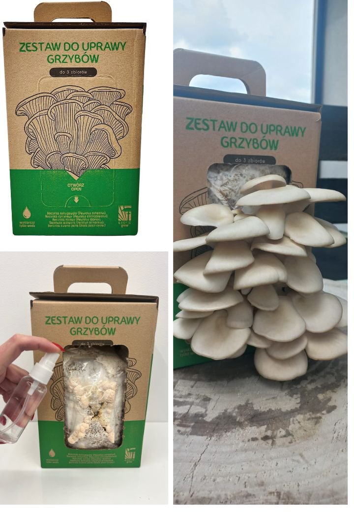 Oyster mushrooms- The package is ready for growing at home