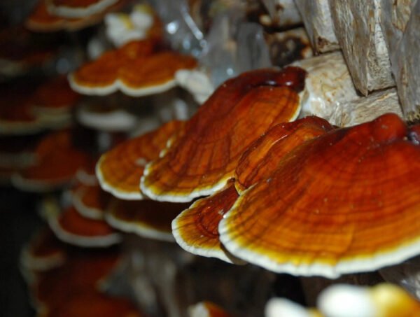 Reishi Mushroom REISHI (Ganoderma lucidum)
