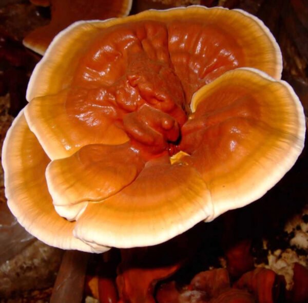 Reishi Mushroom REISHI (Ganoderma lucidum)