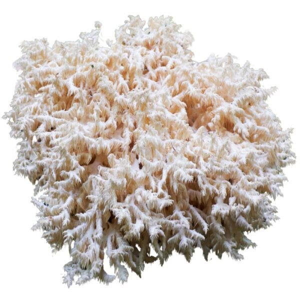 Dried Coral Tooth Fungus (Hericium coralloides)