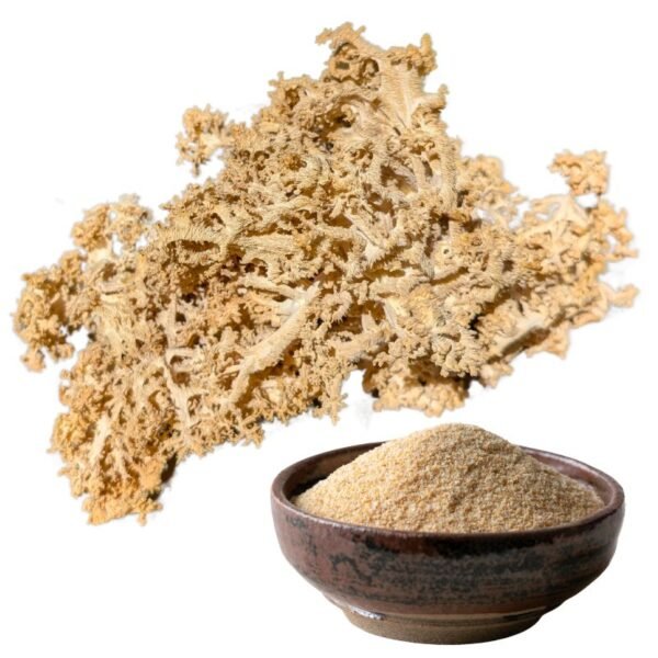 Dried Coral Tooth Fungus (Hericium coralloides)