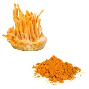Orange Caterpillar Mushroom (Cordyceps militaris)