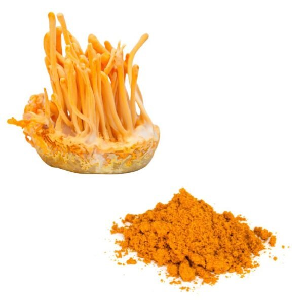 Orange Caterpillar Mushroom (Cordyceps militaris)