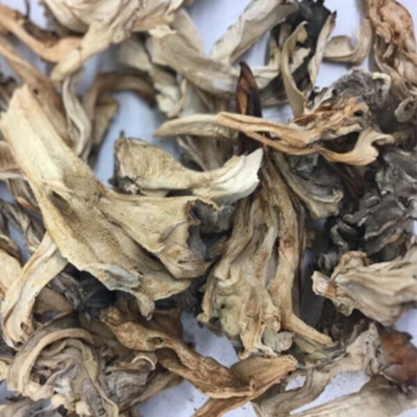 Hen-of-the-Woods MAITAKE (Grifola frondosa) mycelium for logs