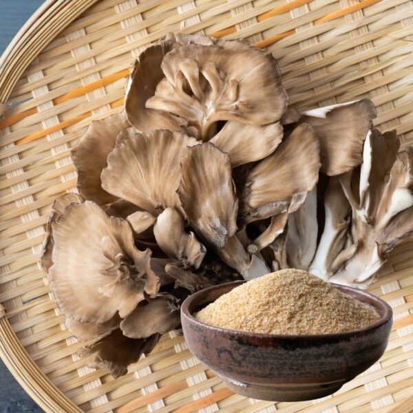 Hen-of-the-Woods MAITAKE (Grifola frondosa) mycelium for logs