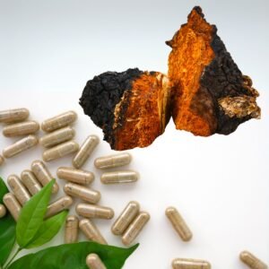 Chaga (Inonotus obliquus) mycelium for logs