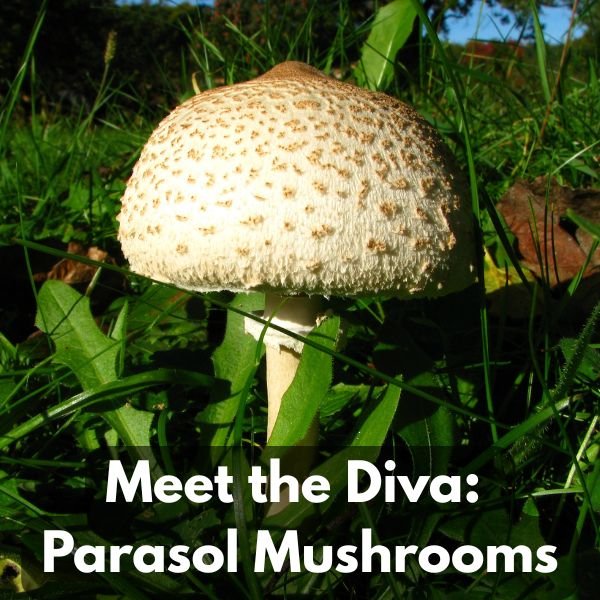 Parasol mushroom growing