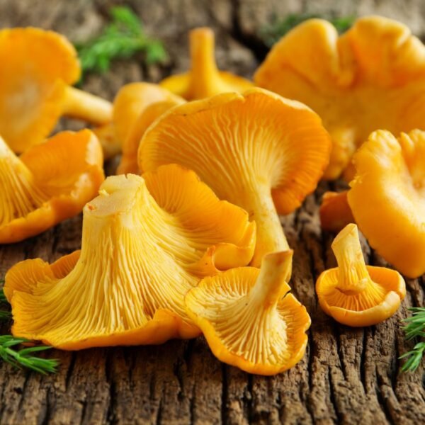Capsules Chanterelles