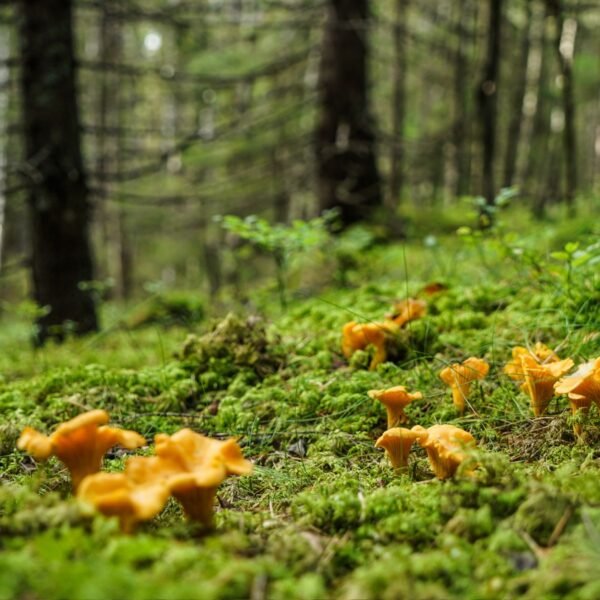 Capsules Chanterelles
