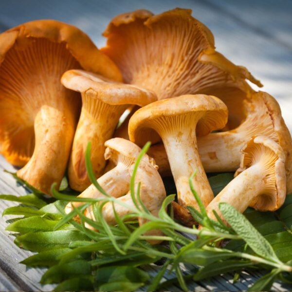 Capsules Chanterelles
