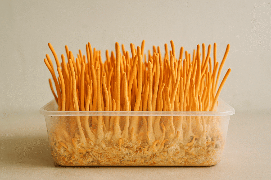 Cordyceps militaris fruiting bodies — bright orange clubs on a sterile substrate.