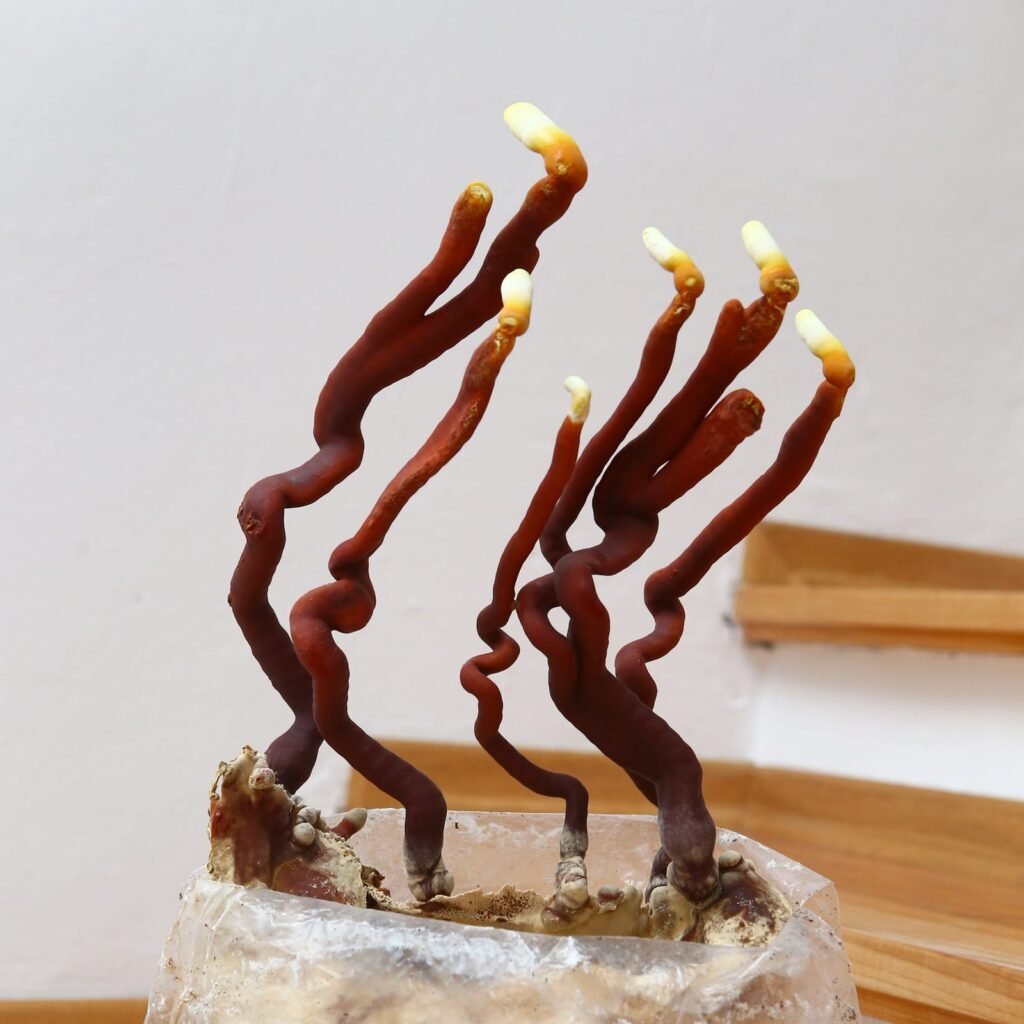 Home grow kit of Reishi (Lingzhi) mushroom