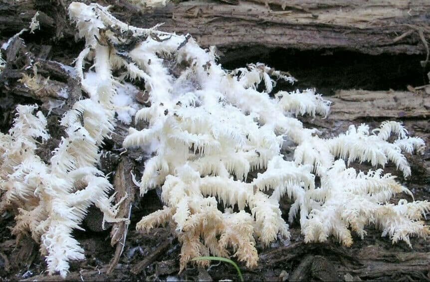 Wild Hericium coralloides with coral-like structure in natural habitat.