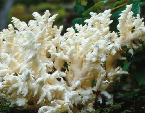 Close-up of Hericium coralloides showing delicate branching spines.