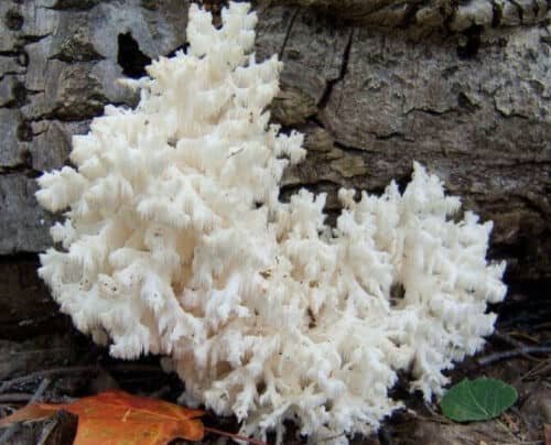 Coral Tooth Fungus (Hericium coralloides) cascading spines on a decaying log.