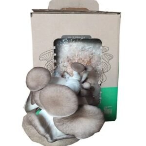 Black Pearl Oyster – ready-to-grow pack for home cultivation