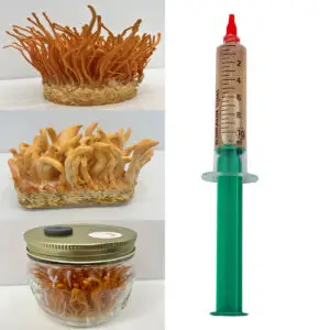 Orange Caterpillar Mushroom (Cordyceps militaris) liquid mycelium