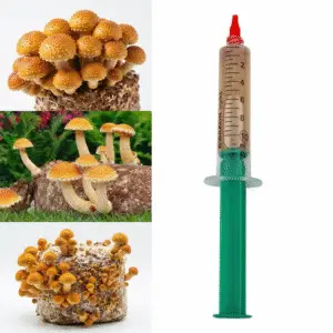 Chestnut Mushroom (Pholiota adiposa) liquid mycelium