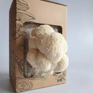 Lion’s Mane – ready-to-grow pack for home cultivation