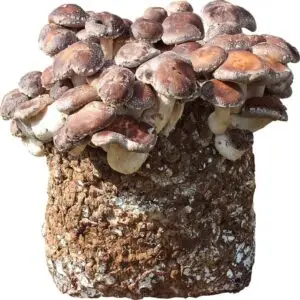 Shiitake – 2kg substrate for home growing