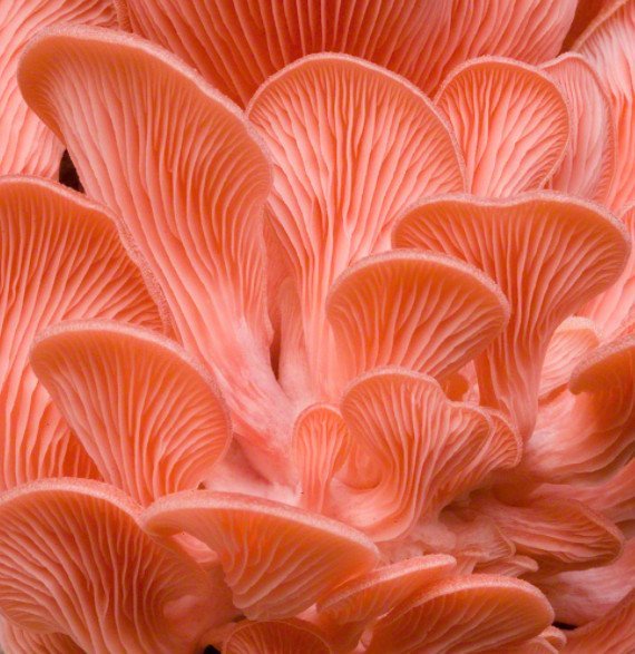 Pink Oyster Mushroom (Pleurotus djamor) Grain Spawn – 5 L