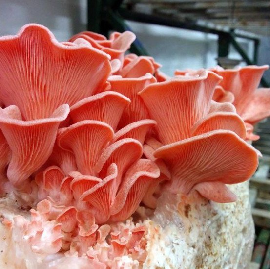 Pink Oyster Mushroom (Pleurotus djamor) Grain Spawn – 5 L