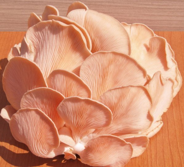 Pink Oyster Mushroom (Pleurotus djamor) Grain Spawn – 5 L