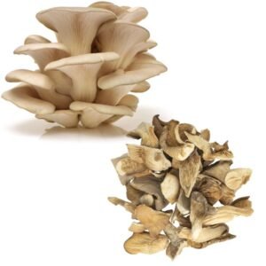 Dried oyster mushrooms (Pleurotus ostreatus)
