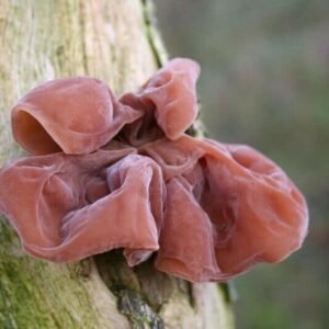 Jew's Ear Mushroom (Auricularia auricula-judae) Spawn